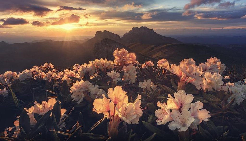 ¿Os imagináis un mundo sin flores? Por evidente que parezca, las flores no siempre han estado aquí y su aparición, fue un experimento de la naturaleza por crear fuentes de deseo irresistibles. Parece que no salió mal. 
Os lo cuento aquí 🔗

#mcc29 #mcupf 

new.express.adobe.com/webpage/YcZDyu…