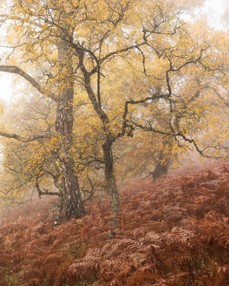 A portrait version of yellow fever, from a wonderful Scottish woodland. #woodland @NikonEurope