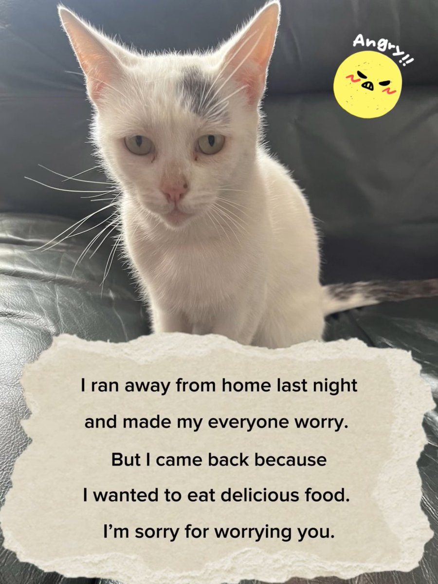 half_straycat's tweet image. I was very worried🥹🥹🥹

--
I ran away from home last night and made my everyone worry. 
But I came back because I wanted to eat delicious food. I’m sorry for worrying you.
--

#why #rebellion #blackcatattack #cat #catlife #halfstraycat #whitecat #lovelycat #pawpads #cattastic