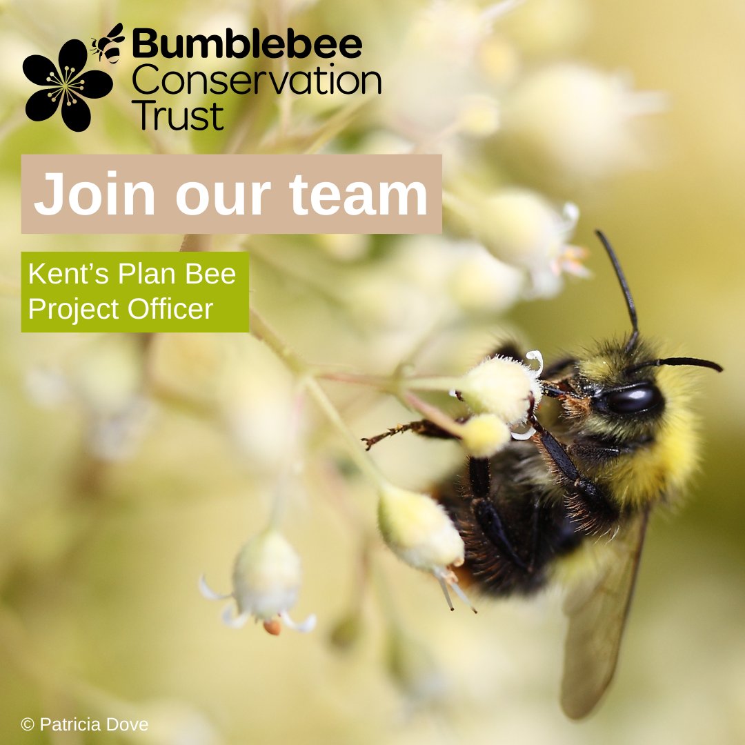 BumblebeeTrust's tweet image. Closing soon: Kent’s Plan Bee Project Officer

As part of the conservation team, you will lead on the delivery of Kent’s Plan Bee, the pollinator action plan for Kent County Council.

🕒Part-time, fixed term
📍Field/home-based
📅26 February

Full details👉🏼ow.ly/TCgt50Qvr69