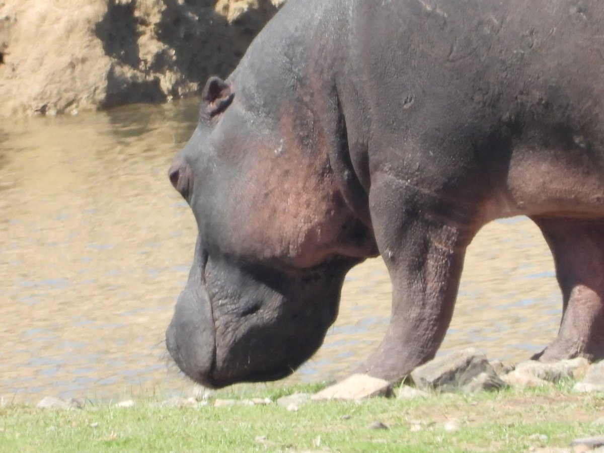 @FoxesSafari Happy Hippo 
#ruahanationalpark