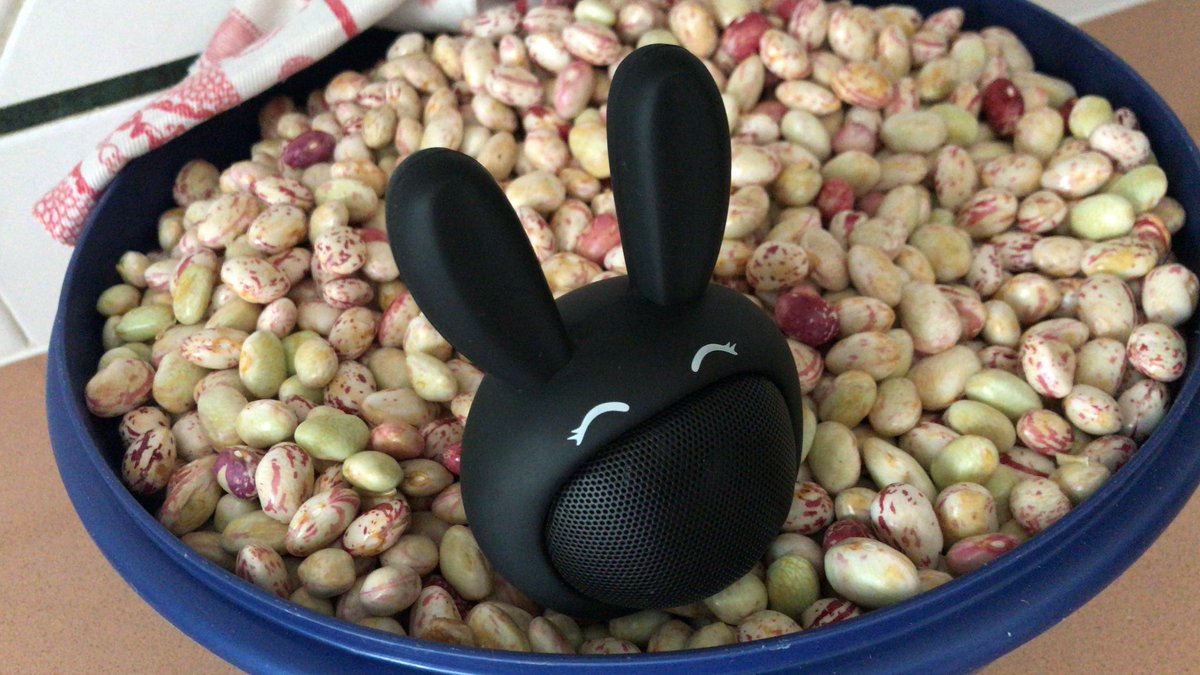 jackadamant's tweet image. Mastering a song? Don’t forget the crucial bunny speaker test in a beany environment of course! 🎶🫘🐰
#musicproduction #soundtesting #mastering #bunnyspeaker #beans #funnytech