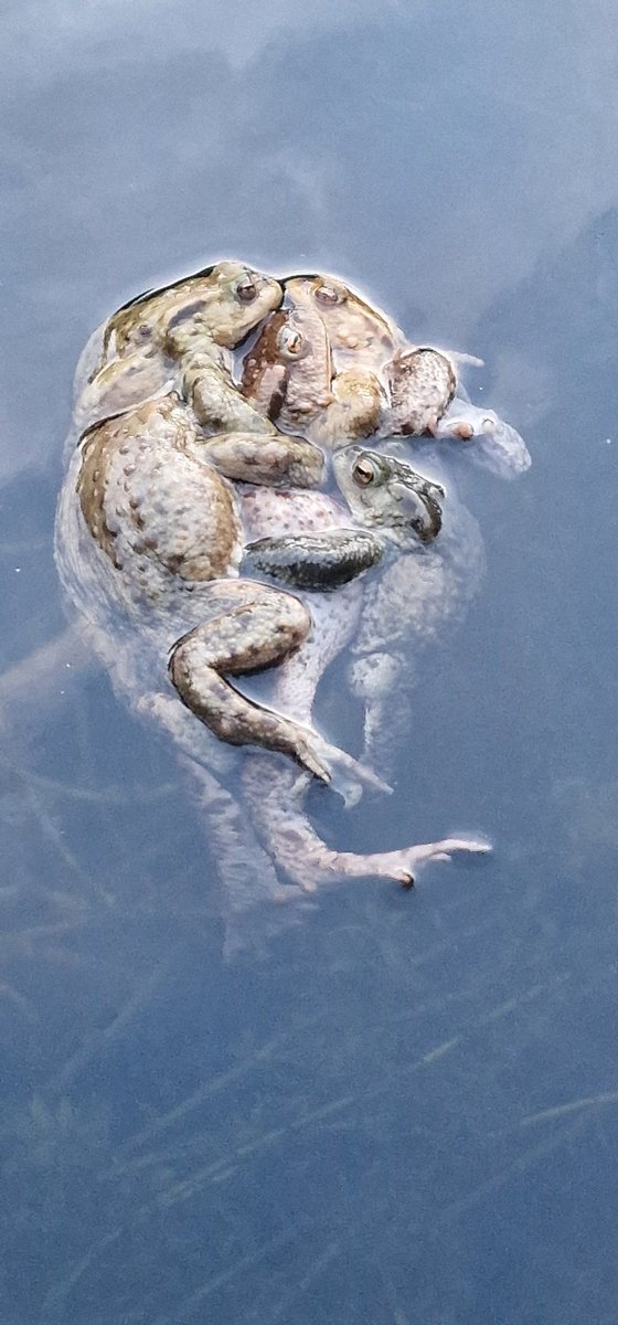 The #streathamcommon #toads have returned to their hereditary pond to breed. Rather romantically they arrived #valentines night💚💚