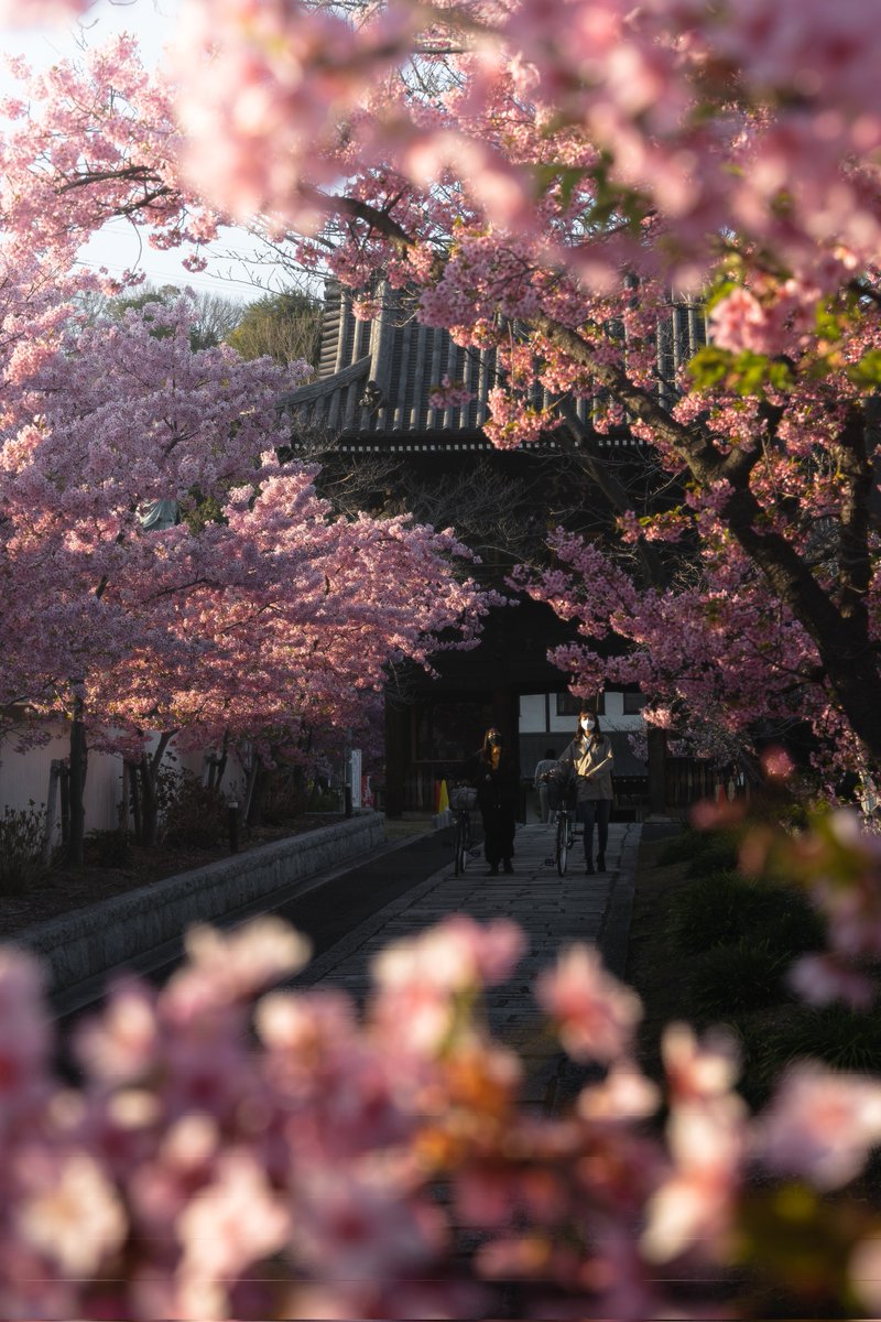 kzphoto_jp's tweet photo. 岡山にある河津桜の参道、今年も楽しみだ https://t.co/P0aJY5kd5D
