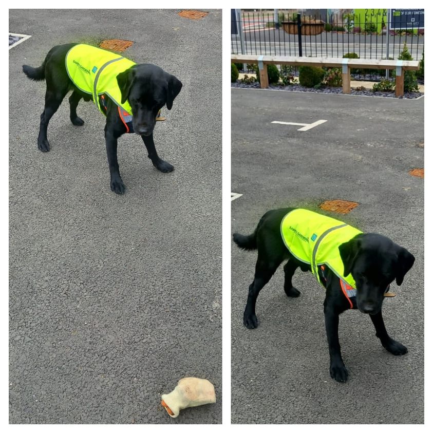 Trusted helper Dylan back on site and is adhering to site health and safety rules with his high viz. 

#commercialgardening #propertymanagers #propertymaintenanceservices #gardeningservices #dogslife