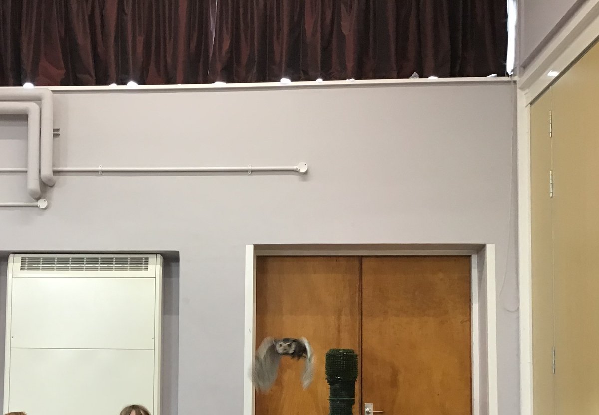 HavershamSchool's tweet photo. Year 3 really enjoyed learning about rainforest animals today. A big thank you to @Raptorxotics for a really exciting session. The children asked lots of fantastic questions. https://t.co/7QPtwEDWbP