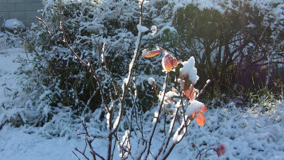 朝になっても雪は降り止まず、私は文庫本をダッフルコートのポケットに入れて高尾山口まで行った。いつもは登山や観光でにぎやかなそこは雪に埋もれ、誰もいない。
私は高橋屋に入り、雪見をしながら川端康成を読み、鴨蕎麦を食べた。昨夜、雪を見た時から、今日のお昼はこう過ごそうと決めていた。