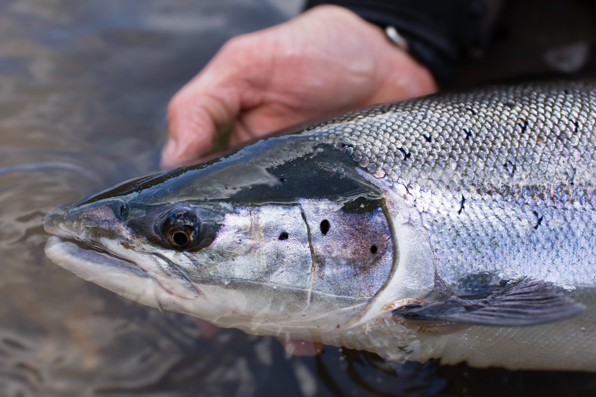 PORTRAIT OF A WYE ‘SPRINGER’
A fresh-run spring salmon from the river Wye Caught in 2016. 
Take a good look at this picture of a pristine, wild fish. 
The extinction of a river and a species is what’s at stake. 
The gas tank for Atlantic #salmon has been running on empty for many