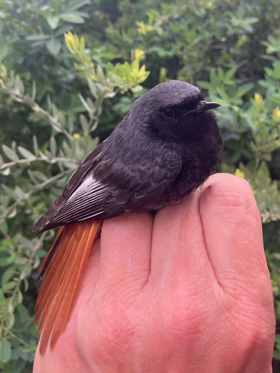 Here a gorgeous Adult Male Black Redstart ringed at the Jews gate field center Gibralrar Nature Reserve this morning by Jill Yeoman and Mark Cutts #birds #bto