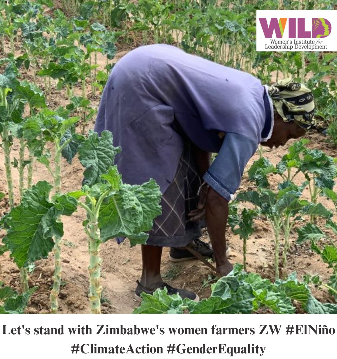 El Nino has adversely affected crop production and food security. Women in agriculture are the most affected and can implement strategies such as crop diversification ,efficient irrigation systems and building strong community networks for mutual support and information sharing.