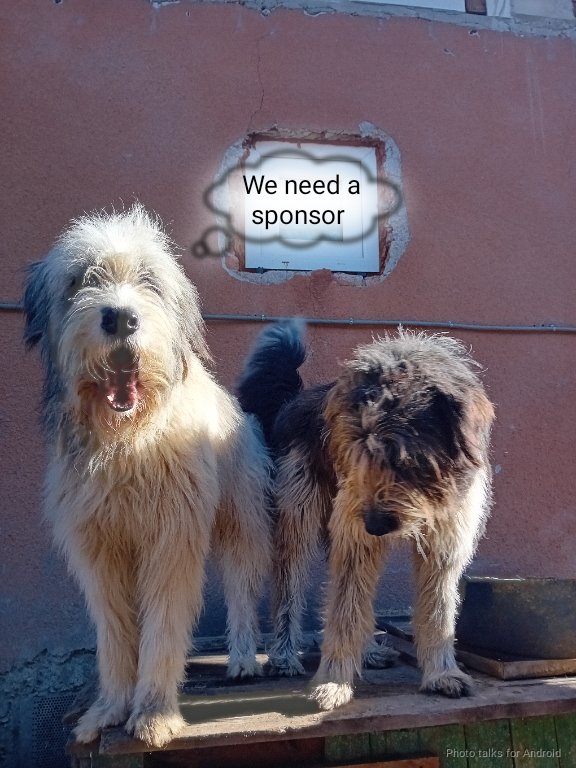 Hamlet and Lola are back in Romania for already 6 months They are lloking for a sponsor so their monthly food is covered :(, they also need their flea tratment and their dewarming If you can help them please comment/dm