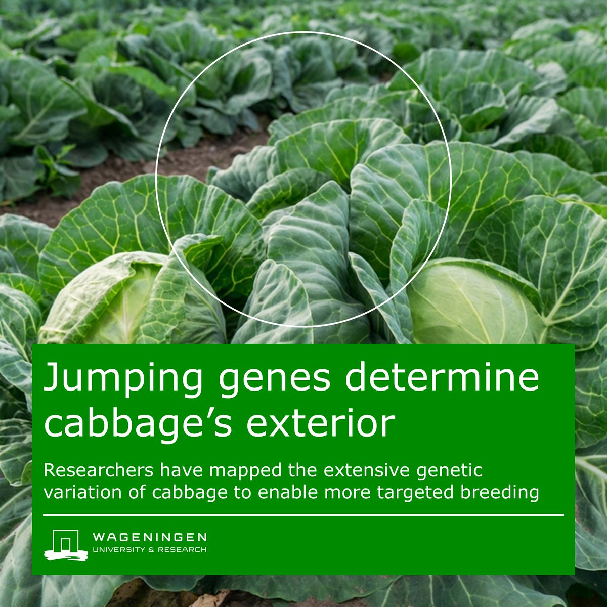 🥦 #Brassica crops are all very different from each other, but are variations of the same species nevertheless. How can there be such diversity within a single species? Scientists created a pan-genome and found some surprises! 👉 wur.nl/en/research-re…