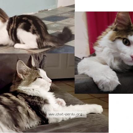 Minou Perdu tweet media