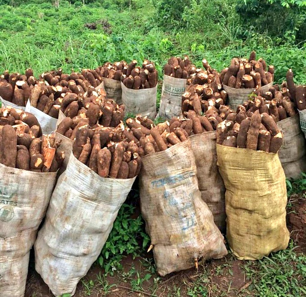 Ipi kwako ni Mbegu bora ya Mhogo🇹🇿?  
TARI-CASS 1, 2, 3, 4 na 5

Kibaha
Naliendele
Mumba
Kiroba
Hombolo95
Pwani
Chereko
Kizimbani
Mkuranga1
Kipusa

Rangi mbili
Meremeta
Mkombozi
Belinde
Kasala
Suma
Kyaka

Mkumba
Makutupora
Dodoma