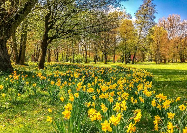 CeriHoulbrook's tweet photo. Spring is nearly here! And one of my brilliant #Folklore  MA students is looking into customs &amp; rituals surrounding the beginning of the season, so please fill in their survey - whether or not you celebrate spring - and share far &amp; wide https://t.co/XRsyDJEtsI https://t.co/w69IboxWRd