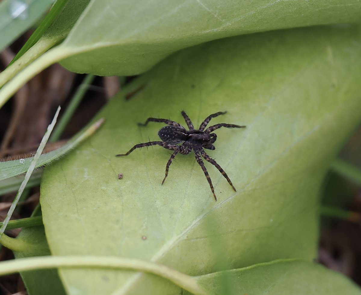 A young male Wolf Spider - Pardosa prativaga basking in weak sunshine in the garden yesterday. @BritishSpiders