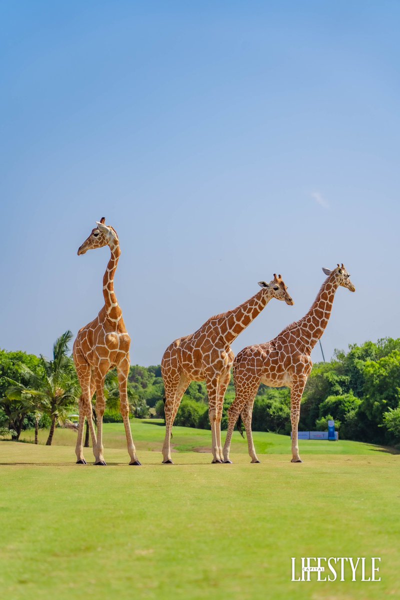 CapitalFMKenya's tweet photo. The Towers of @VipingoRidge 🦒
Valentine, Kampoye and Shah.
#MKLO2024 #AbsaPoweringGolf #KeepWalking https://t.co/sB7kxuFK6Q