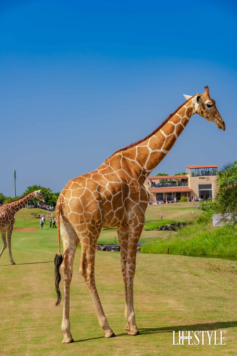 CapitalFMKenya's tweet photo. The Towers of @VipingoRidge 🦒
Valentine, Kampoye and Shah.
#MKLO2024 #AbsaPoweringGolf #KeepWalking https://t.co/sB7kxuFK6Q