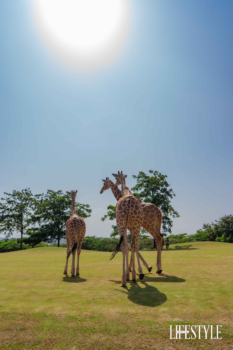 CapitalFMKenya's tweet photo. The Towers of @VipingoRidge 🦒
Valentine, Kampoye and Shah.
#MKLO2024 #AbsaPoweringGolf #KeepWalking https://t.co/sB7kxuFK6Q