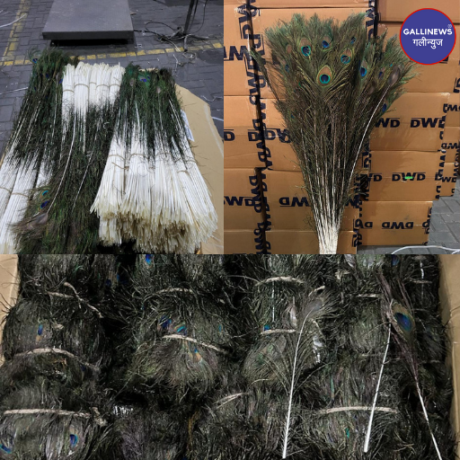 gallinews's tweet photo. Mor Pankh, Peacock Feathers Rs 2.01 Crore Value Ka Seize Kiya DRI Ne At Nhava Sheva Port

Read Full News: https://t.co/onusdOKbSy

#breakingnews #CustomsCrackdown #dailynews #DRISeize #Gallinews #HighValueItems #IllegalSeizure #LuxuryGoods #Mumbai #mumbainews #NaviMumbai https://t.co/hR773UaHbV