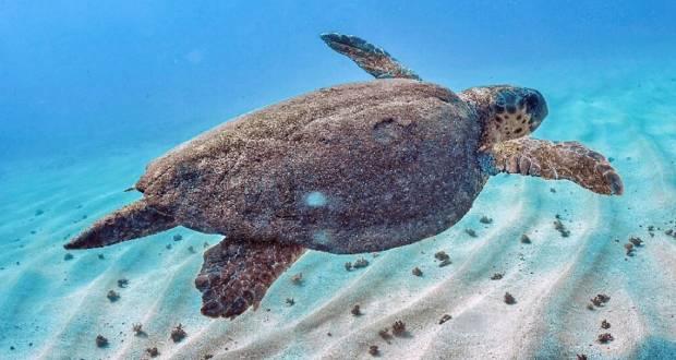 lexpressmaurice's tweet photo. Revenant sur l’événement tragique, Hugues Vitry souligne qu’il y a plusieurs collisions entre les bateaux et les tortues marines, mais que cela ne représente que la partie visible de l’iceberg. «Nous rencontrons régulièrement des tortues blessées sous l... https://t.co/q4vbRoacG0 https://t.co/Cs6sGundqI