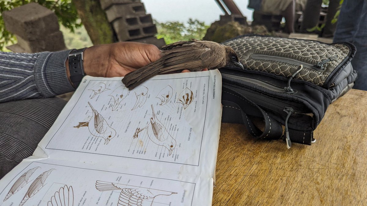 Primatexpertise's tweet photo. In order to strengthen biodiversity conservation on Idjwi, particularly the Schouteden's blue monkeys, we are conducting a #biodiversity #survey in the #Idjwi-#Nyamusisi Nature Reserve (#RNAI) to determine the faunal and floral diversity of the reserve. https://t.co/p4bgAZiDUk