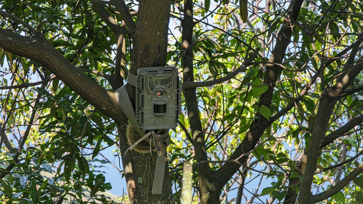 Primatexpertise's tweet photo. In order to strengthen biodiversity conservation on Idjwi, particularly the Schouteden's blue monkeys, we are conducting a #biodiversity #survey in the #Idjwi-#Nyamusisi Nature Reserve (#RNAI) to determine the faunal and floral diversity of the reserve. https://t.co/p4bgAZiDUk