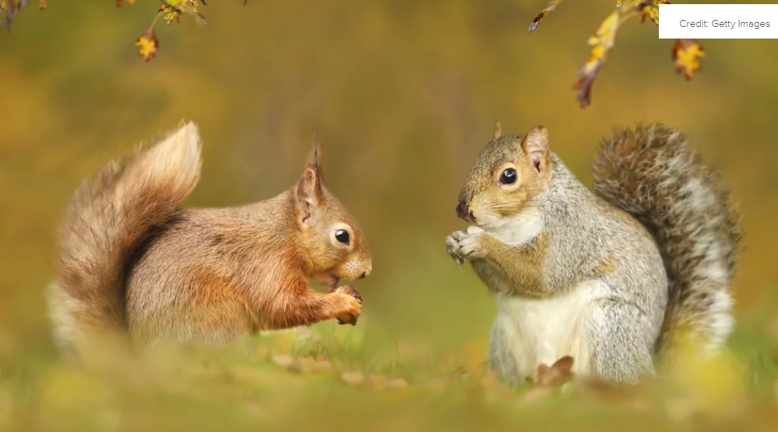 What gives grey squirrels an edge over red squirrels? New research from @WoodlandTrust and @UniofSurrey analyses the gut microbiota of the two species to find out: tinyurl.com/45e6kfdt @oneinbillion @RobLaRagione #Surrey