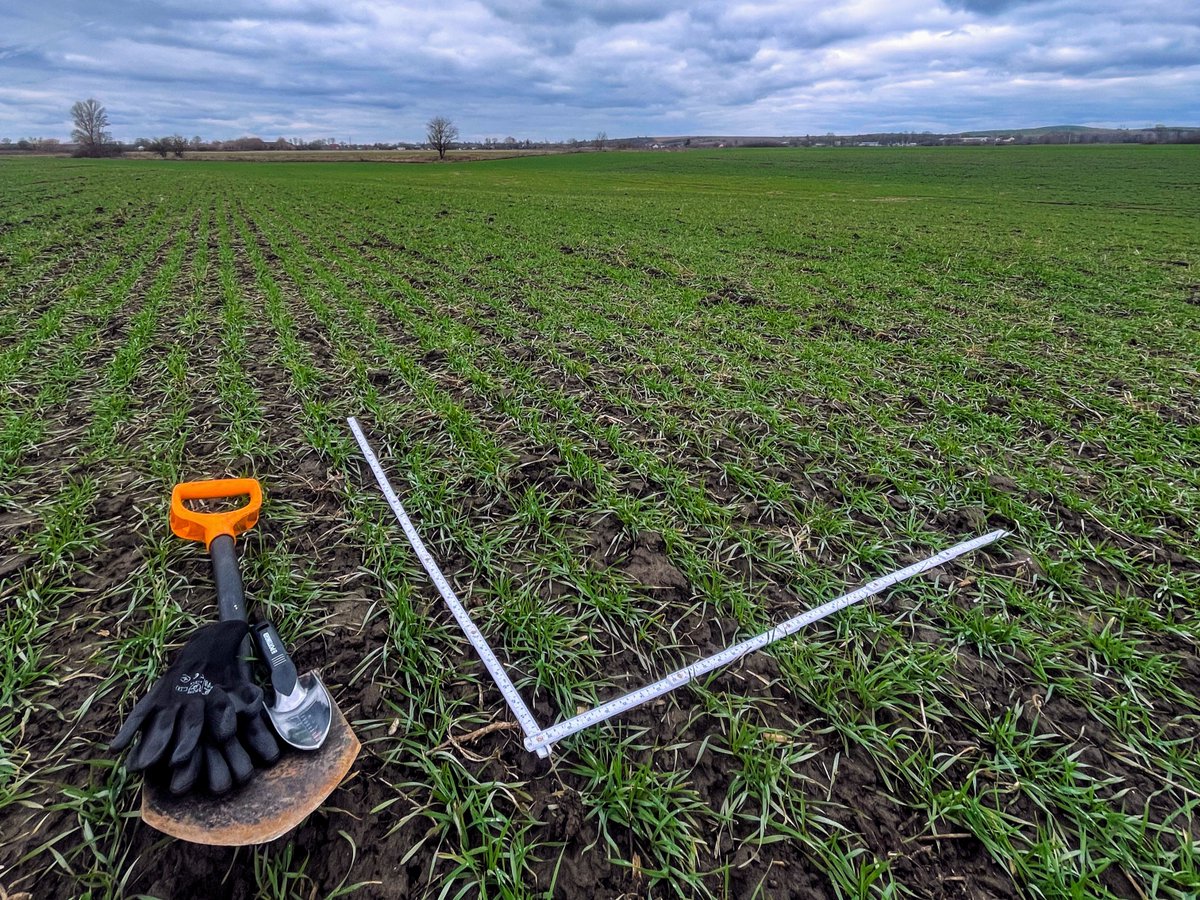 «Контінентал Фармерз Груп» оцінює стан своїх озимих культур перед стартом весняно-польових робіт 
cfg.com.ua/news/press-rea…