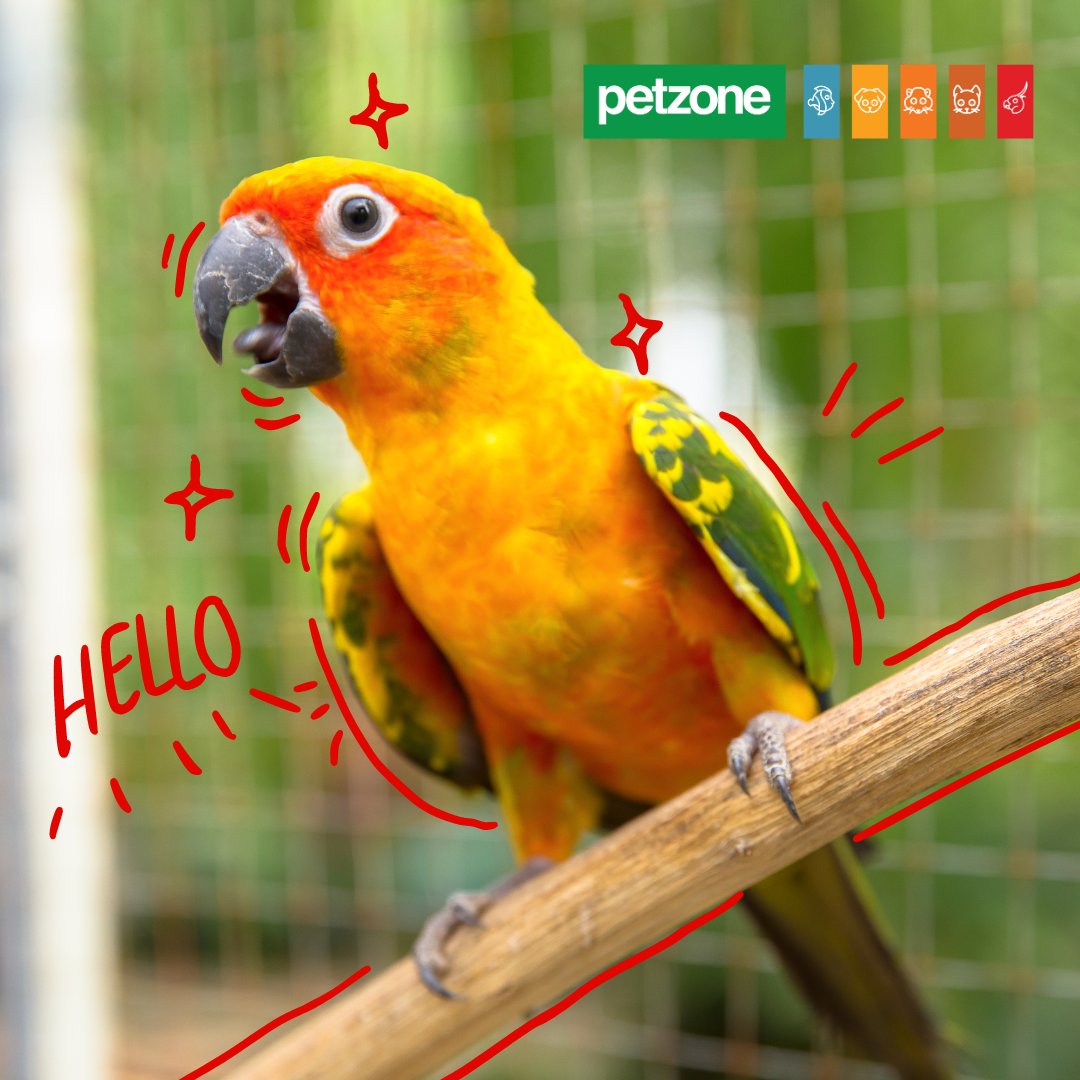 petzone by West Pack Lifestyle (@petzonestores) / Posts / X