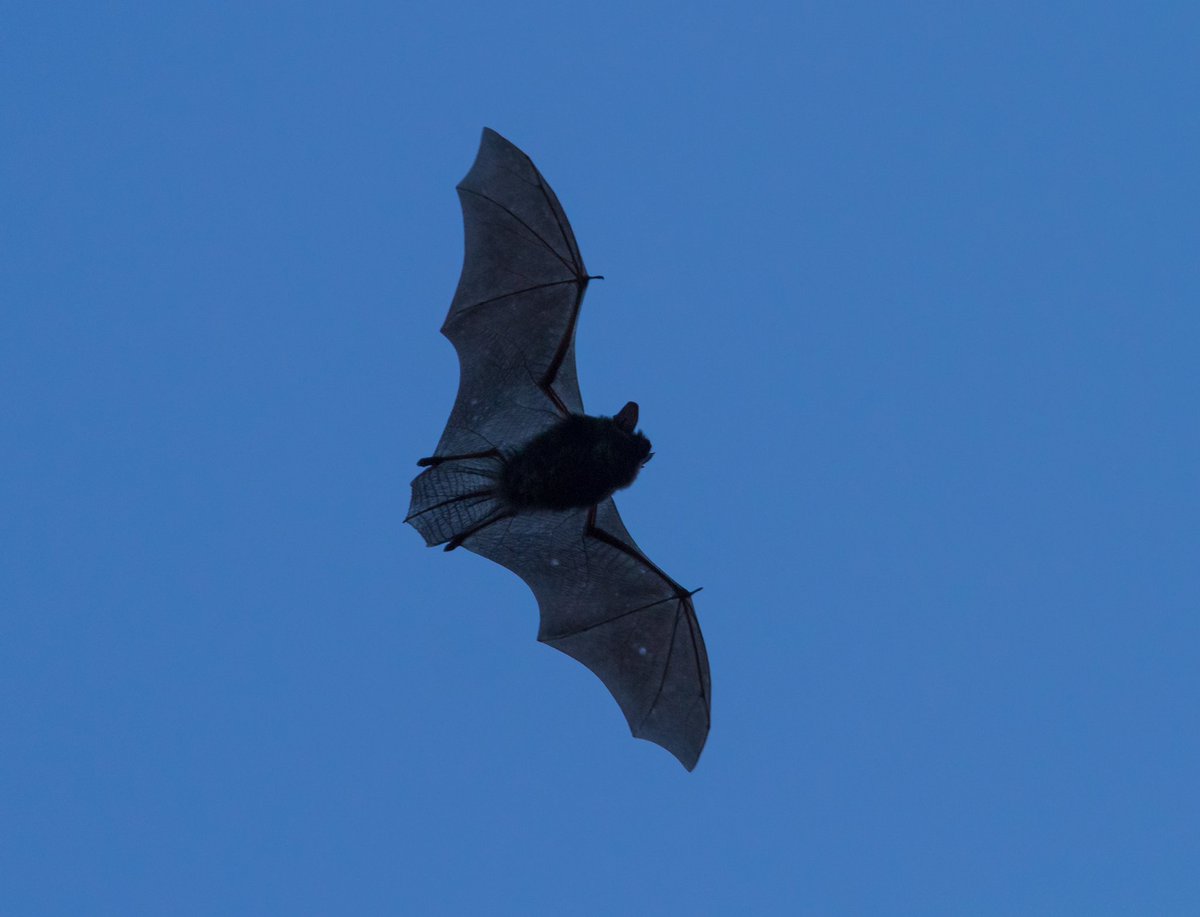 N_Schaeffer's tweet photo. So schön es ist, dass der Frühling begonnen hat – es ist schon etwas bedenklich, wenn schon jetzt Fledermäuse (Foto Zwergfledermaus) fliegen, Amphibien wandern und sich Mitte Februar wie Mitte März anfühlt. Unsere Natur ist Unwucht geraten. https://t.co/wMsemWLnFZ #Klimawandel https://t.co/OUCTMtoTyL