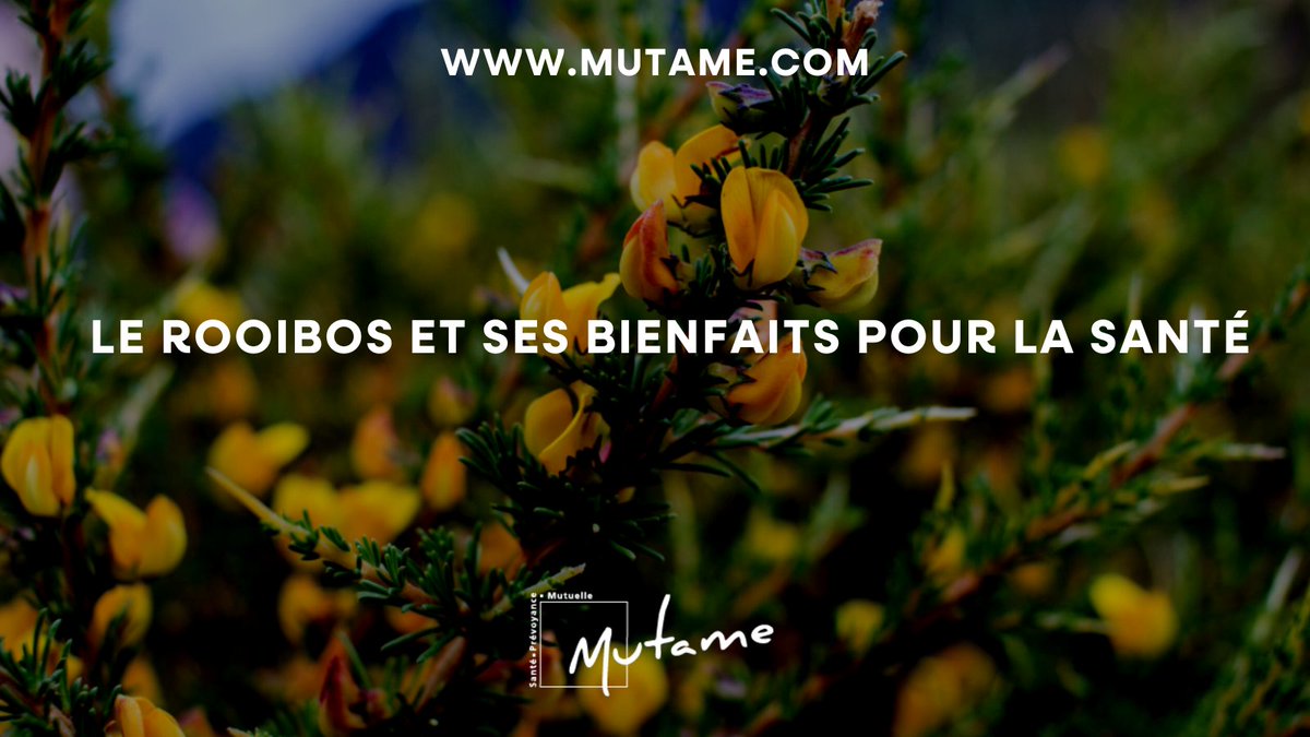 Union_Mutame's tweet image. La qualité de notre #alimentation et sa diversité sont primordiales quand il s'agit de notre #santé. Le #rooibos possède de nombreux bienfaits, on vous les liste dans notre dernier article. cutt.ly/nwCA5dnv