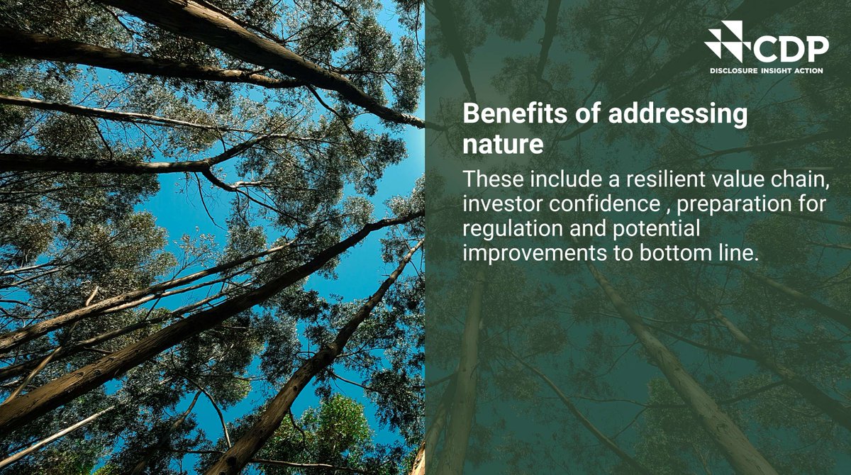 We cannot solve our climate crisis without nature. While more than half of the world's GDP is dependent on nature and its services, disclosure and action on forest issues and water security lag far behind climate. Read more in our CDP insight note: ow.ly/6rzt50Qz8TT