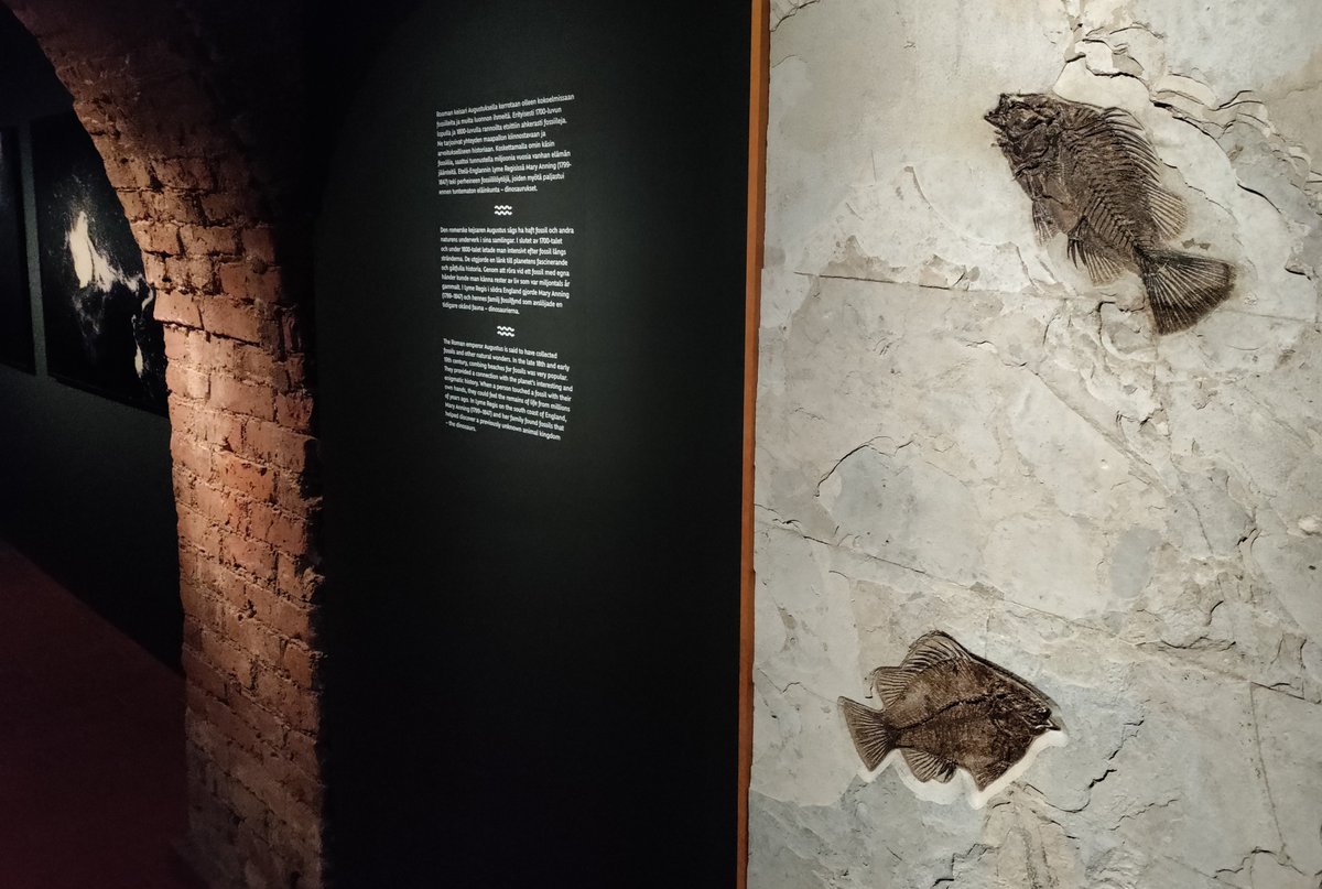 Tänään aukeaa mainio Veden elämää -näyttely Sinebrychoffin taidemuseossa. Kuvataidetta  1600-luvulta tähän päivään on höystetty mm. fossiileilla.
<a href="/sinebrychoffart/">Sinebrychoff Museum</a> #näyttely #museo #Helsinki