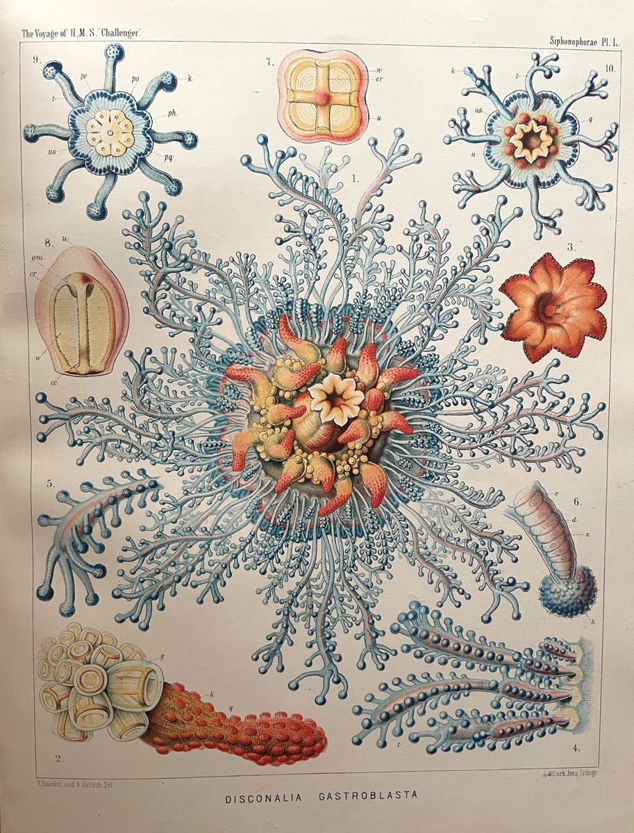 #OTD in 1834 Ernst Haeckel was born. We were going to post something not 'jelly' related but then we saw this illustration of Porpita porpita from the volume on siphonophores of the Challenger Expedition reports, which can be found in our rare books room @thembauk 🪼