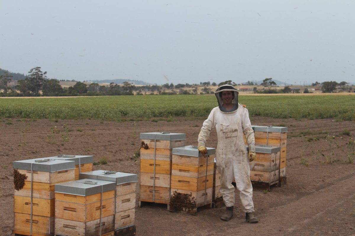 Impact of isolated and unattractive crops on honeybee foraging – research using radio frequency identification and hybrid carrot seed crops: @TasInAg @ColinTheotime @mqnatsci resjournals.onlinelibrary.wiley.com/doi/10.1111/af… #pollinators Photo from author Ryan J. Warren
