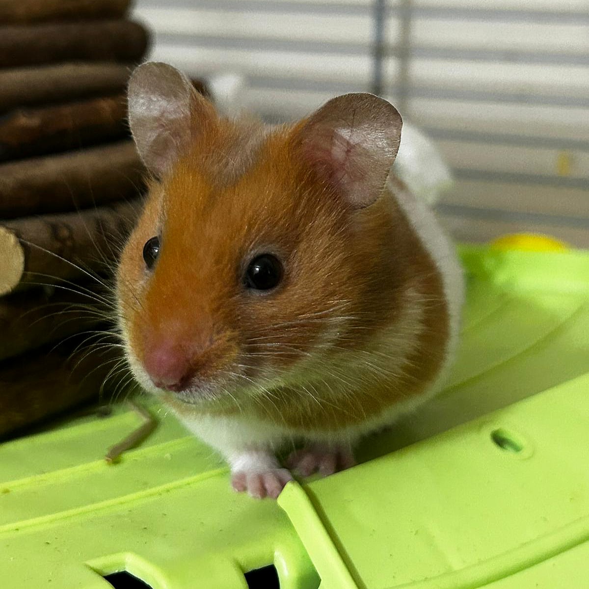 'Don't forget about me!' 💔 We've seen a recent decrease in applications for small pets, but just like cats and dogs, they make incredibly rewarding pets! Like Rosa here, a three month old #Hamster who has been in our care for her whole life. Meet her 👉 bit.ly/48gsgVj