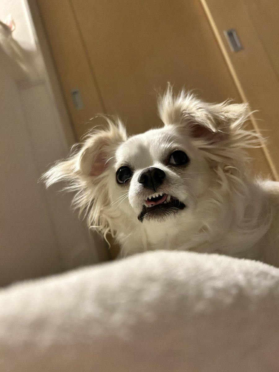 comcomcomg's tweet image. もうふ 吸ってたら へんなかおになった