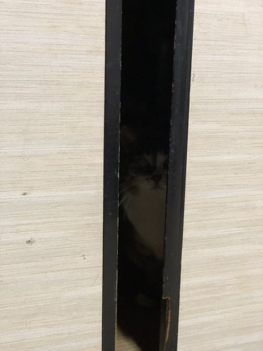 Ytl8G's tweet photo. #フォローしなくていいから俺の猫を見てくれ https://t.co/pUV2CQk1ov