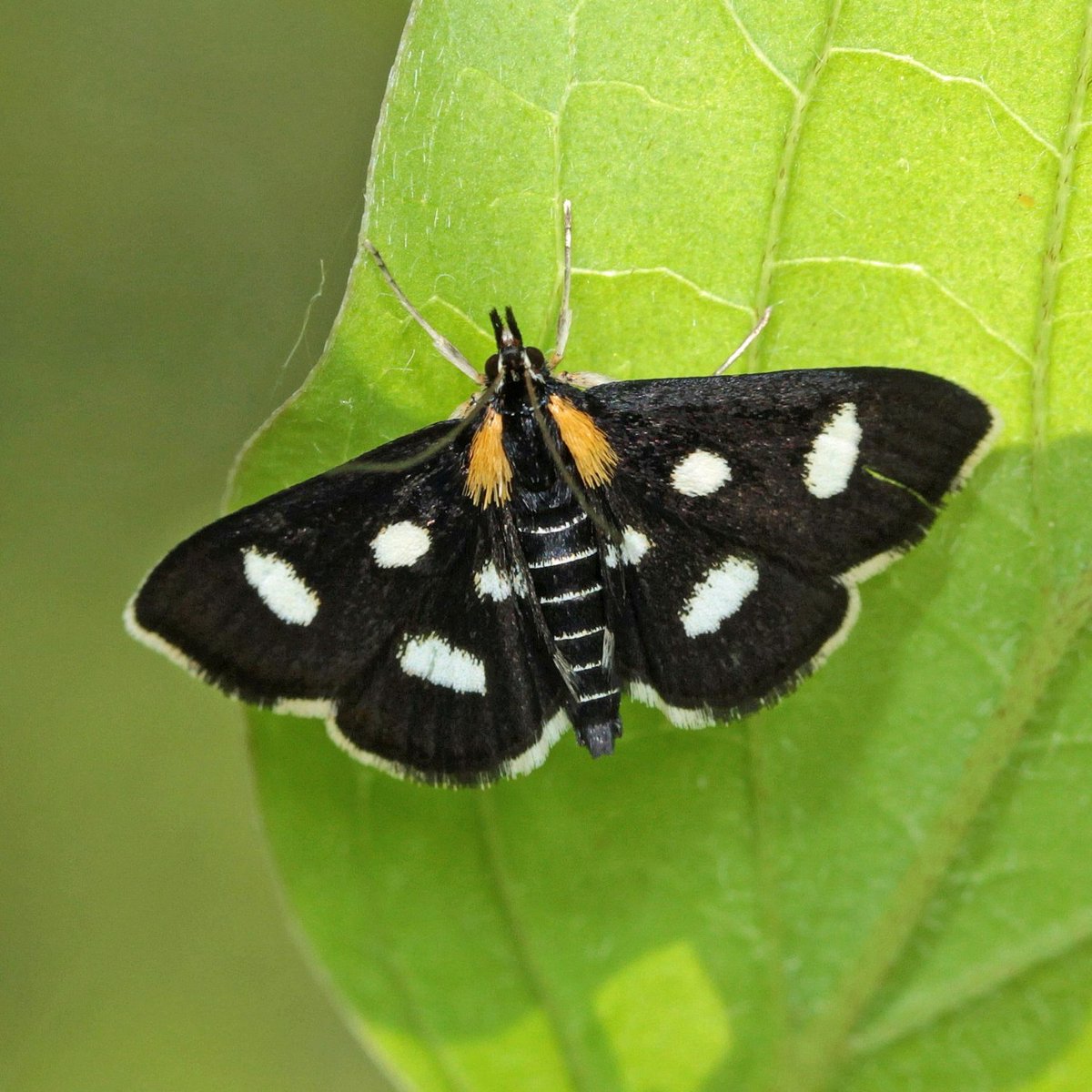 Exciting news! A new breeding group of rare White-spotted Sable moth has been discovered near Canterbury 🎉 Read the full story 👉 butrfli.es/49AvjIP 📷: Mark Joy #MothsMatter