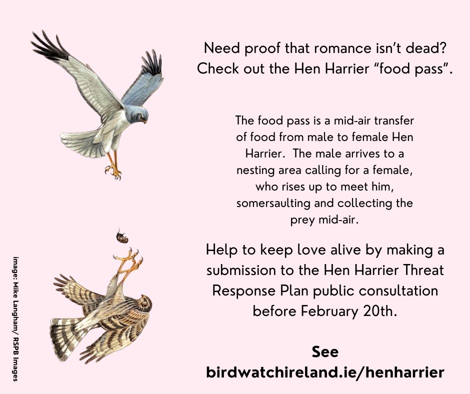 Didn't get a #ValentinesDay card yesterday? Nobody got you flowers? Don't give up on love just yet! Here's some proof that romance isn't dead: the Hen Harrier food pass⬇️! Keep love alive ❤️ #SavetheSkydancer Send a submission on the Threat Response Plan birdwatchireland.ie/henharrier/