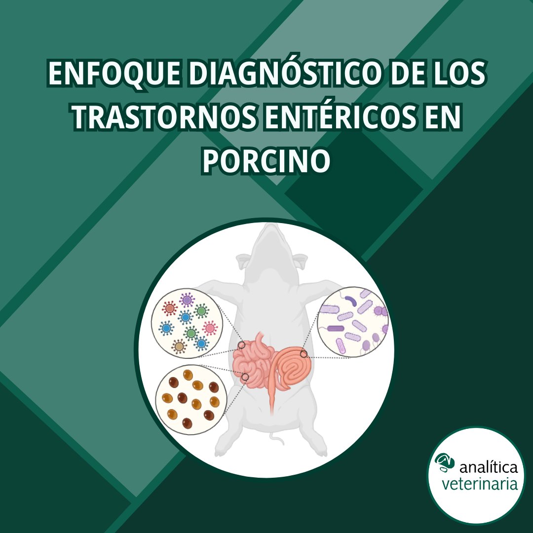 analiticavet's tweet image. 🎯 Enfoque diagnóstico de los trastornos entéricos en porcino

🔎 ¿Quieres conocer algunas claves que nos pueden ayudar con el diagnóstico?

Pincha en el enlace: analiticaveterinaria.com/pdf/blog/Enfoq…

#digestivo #enteritis #porcino #diagnostico #analiticaveterinaria