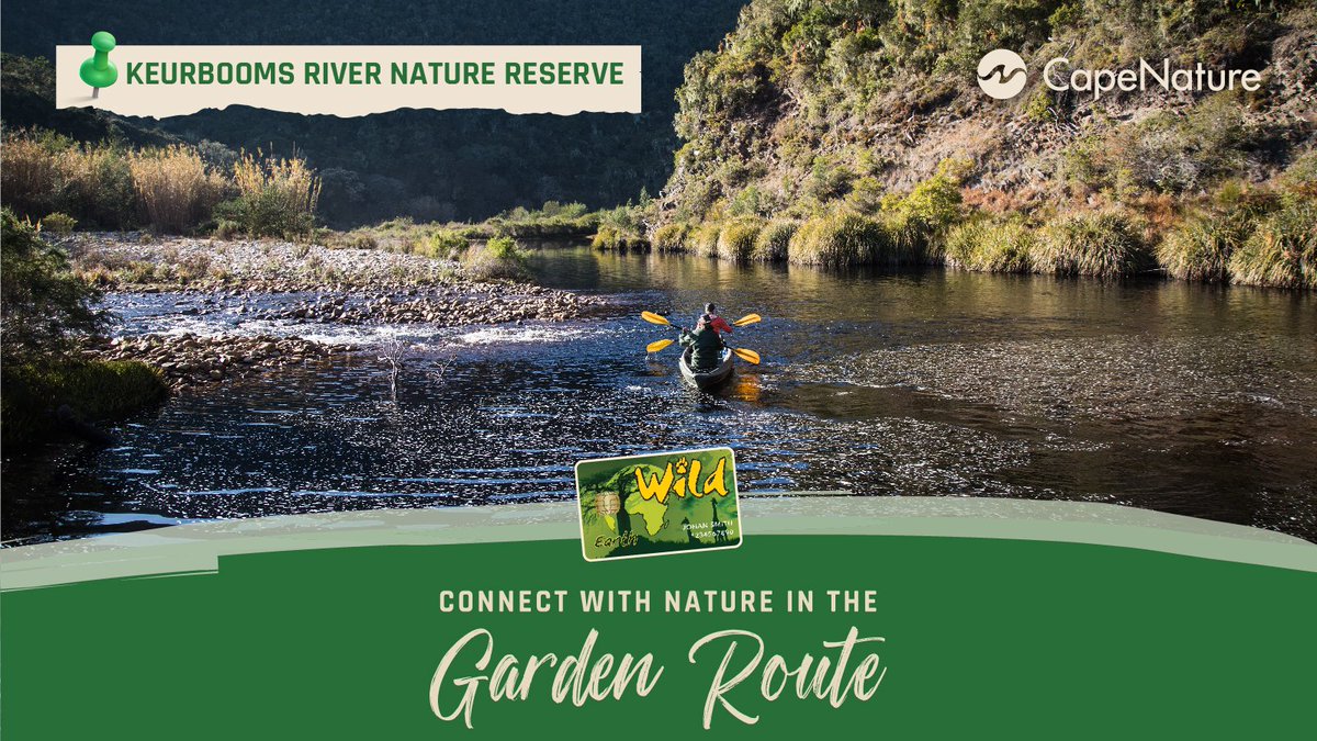 Plett_Tourism's tweet image. A GOOD READ: @CapeNature1's Must-Visit Destinations on the #GardenRoute. A road trip like no other...#liveinthemoment #connectwithnature #plettitsafeeling
capenature.co.za/news/2024/must…