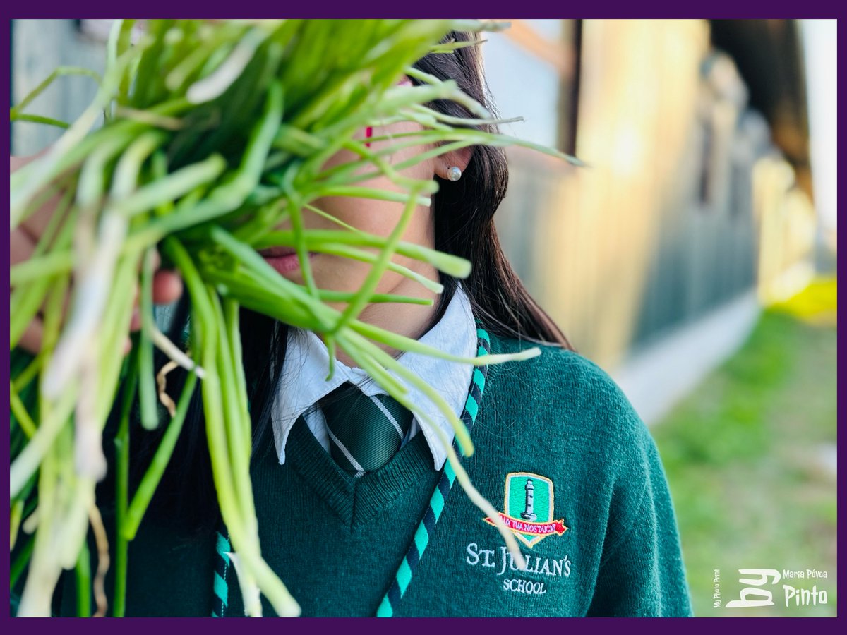 StJuliansPT's tweet image. O cebolinho da nossa horta!

#StJuliansLisbon 
#TheJoyOfLearning
#StJuliansBilingualCurriculum 

📸 by @mppmariappinto