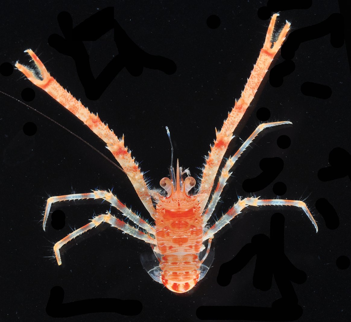 Seven #newspecies of squat #lobsters were described from the waters around New Caledonia and Papua New Guinea, Southwest Pacific. Read more about them here: doi.org/10.3897/zookey… #crustaceans #taxonomy #marinelife