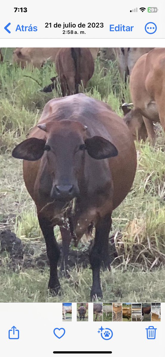 AVEGANAR's tweet photo. #regenerandoandamos🇻🇪 
#soyaveganar https://t.co/f4q2udcQpf