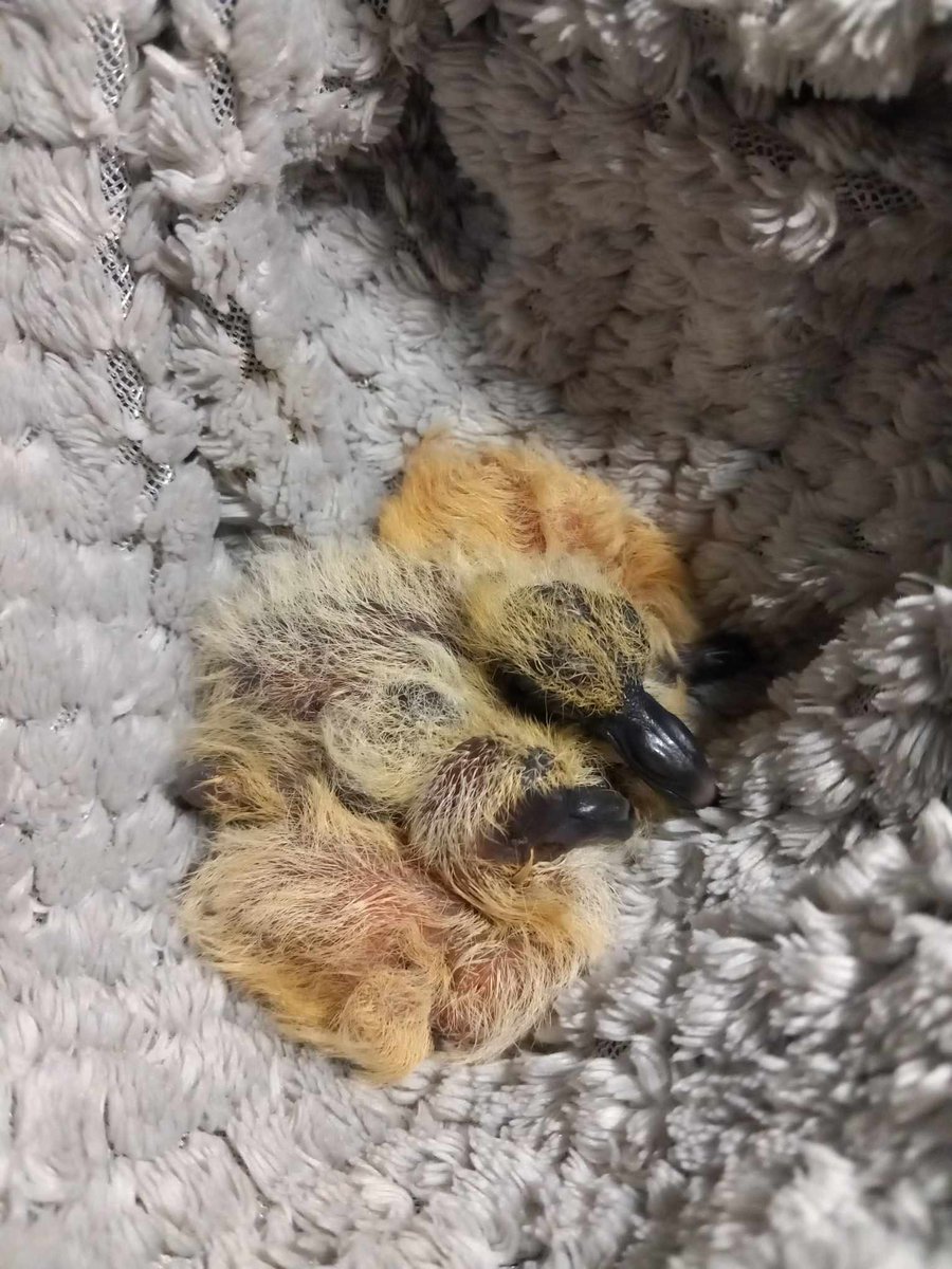 DeerODeer's tweet photo. @torvillanddean Oh Jayne, I bet you loved that 😆Chris you need to meet a baby pigeon xx https://t.co/SbcGOKgRfj