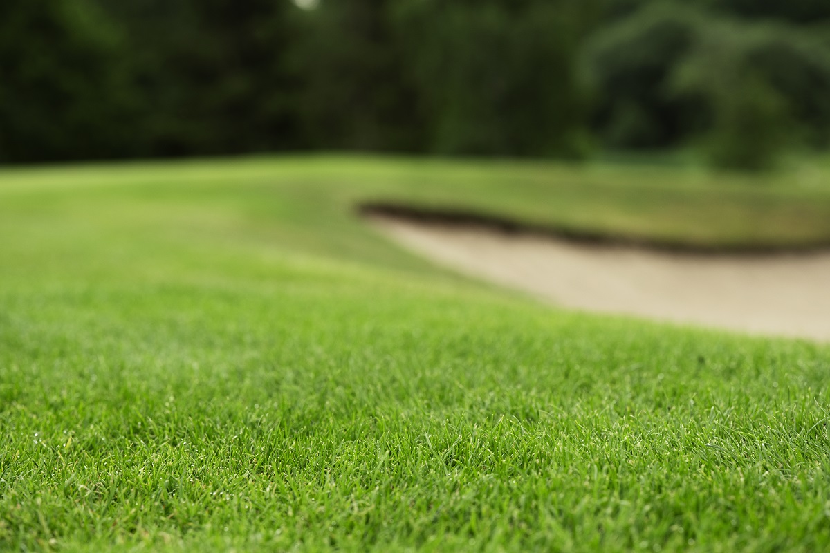 dlf_nl's tweet photo. Robuust #gras en een aantrekkelijke zode gaan hand in hand met onze 4turf®-rassen! Sterk tegen droogte, kou en ziekten, maar toch visueel aantrekkelijk met een verfijnd blad en diepgroene kleur.
Meer weten over #4turf®? Lees verder via de link!
https://t.co/QmQRpQZTbl https://t.co/L0jq3E5tzd
