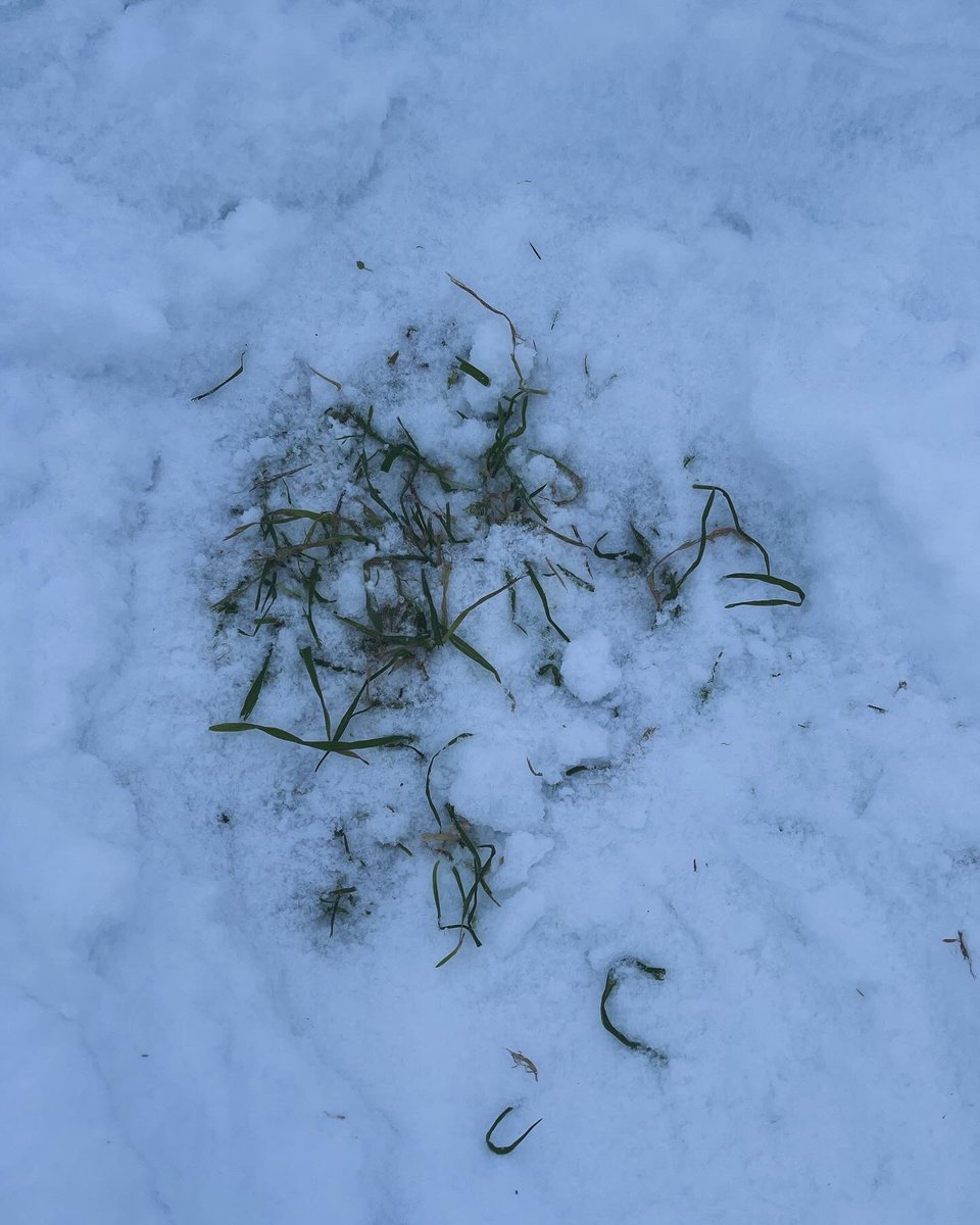 TeemuHelkala's tweet photo. Kurkistus lumen alle miltä syyskasvit näyttää tässä vaiheessa.
Syysrypsi hienosti vihreänä 👍
Syysruis näyttää elinvoimaiselta 👍
Lunta 25-30 cm 👌
Toivottavasti viikonloppuna sataa ennemmin lunta kuin vettä 🤔
#kasvukausi2024 https://t.co/0s5IoIbD5j