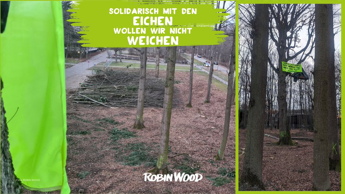 Aktion jetzt: Eiche besetzt! Aktive sperren sich gegen die Abholzungspläne der #UniStuttgart! #BäumeStattParkplätze und #WaldStattAsphalt!
robinwood.de/pressemitteilu…